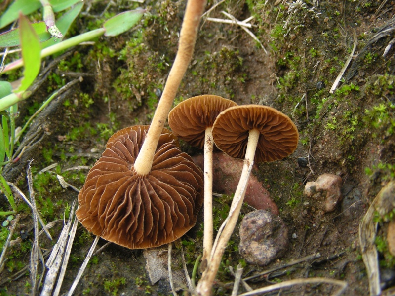 a margine strada (Cfr. Agrocybe arvalis)